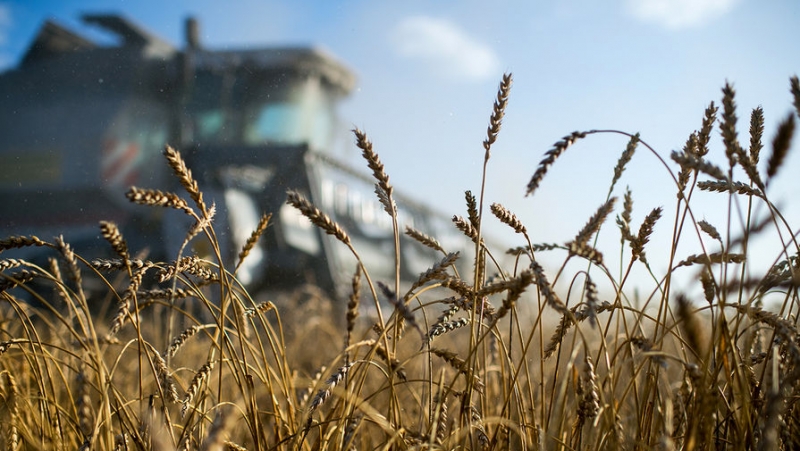 Может не хватить: России стоит подумать о зерновых резервах