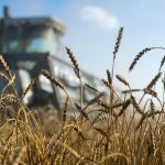 Может не хватить: России стоит подумать о зерновых резервах