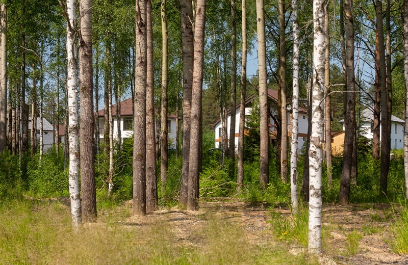 Загородный дом в сосновом лесу: доступнее, чем кажется
