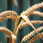 Проращивание пшеницы